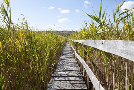 Ashwagandha élettani hatásai – tudományosan alátámasztva