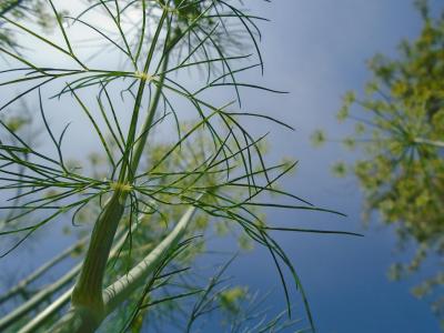 Zöld arany a tányéron – miért funkcionális szuperélelmiszer a kapor?